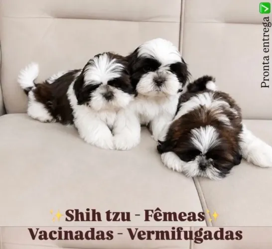 Shih tzu - Fêmea