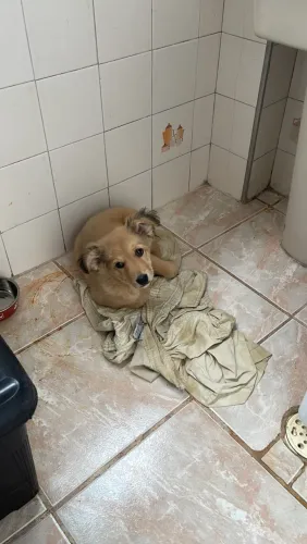 Cachorrinha para doação 