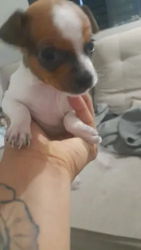 Pinscher 1