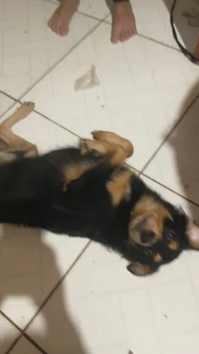 Doação de cachorro