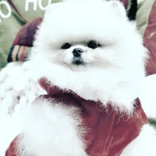 Spitz Alemão Anão(Lulu da Pomerania) Ascendência importada