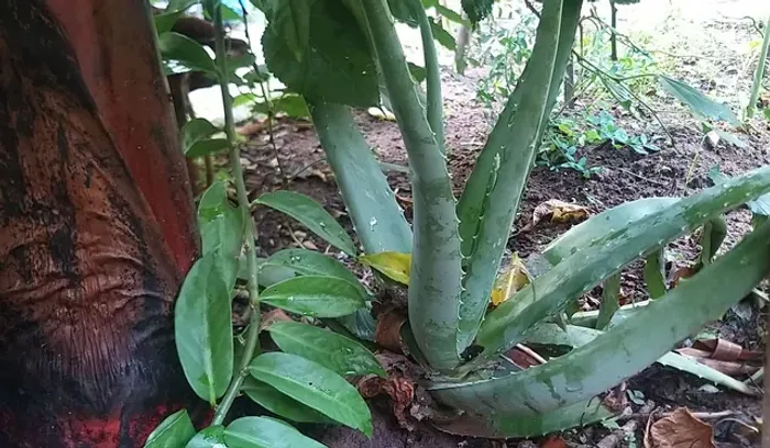 Babosa