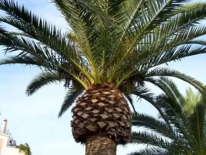 poda de árvore coqueiros e palmeiras