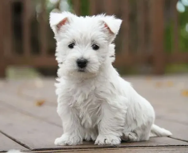 Filhotes West Highland White Terrier - com Branca 