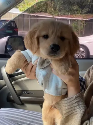 Filhote de Golden Retriever Adorável /Uma fofura !!!!