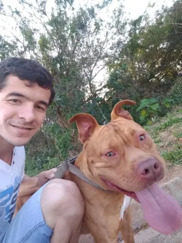 Doação, pitbull, american pitbull terrie