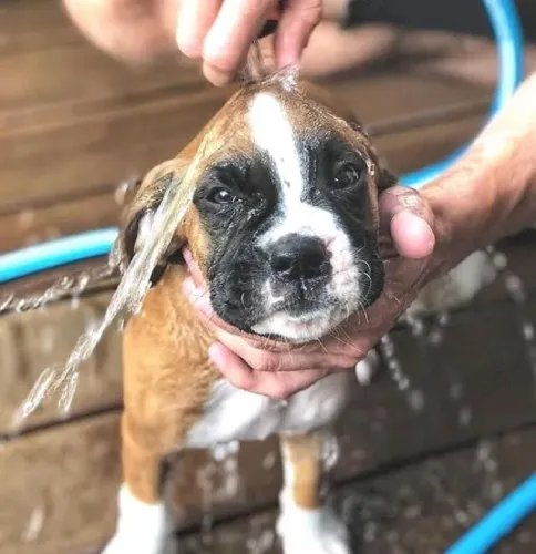 Boxer Só quer você por perto
