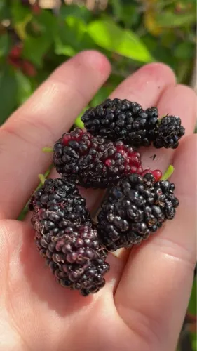 Mudas de Amora Gigante Produzindo 