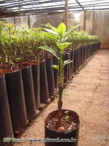 Mudas de Abacate Enxertado