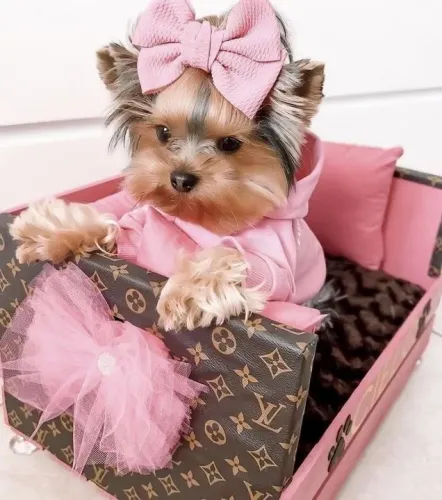 Yorkshire Terrier Fêmea Luxo