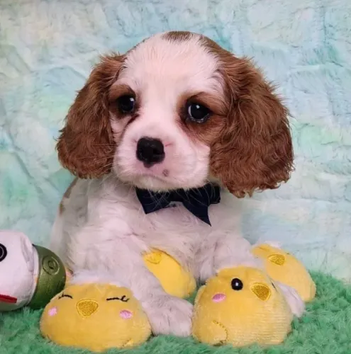 Cavalier King Charles Spaniel para quem busca qualidade e carinho