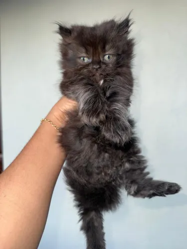 Vendo Gato Persa