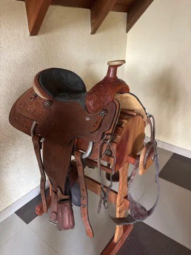 Sela americana laço