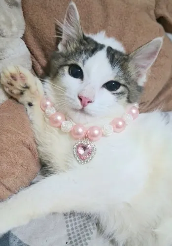 Filhote peluda mistura Maine Coon