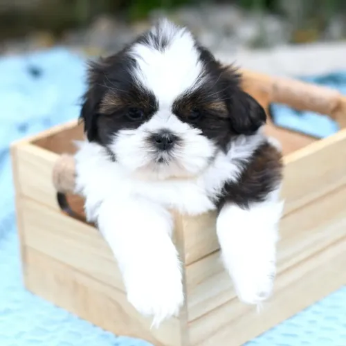 Shih tzu: Um olhar doce que derrete qualquer coração