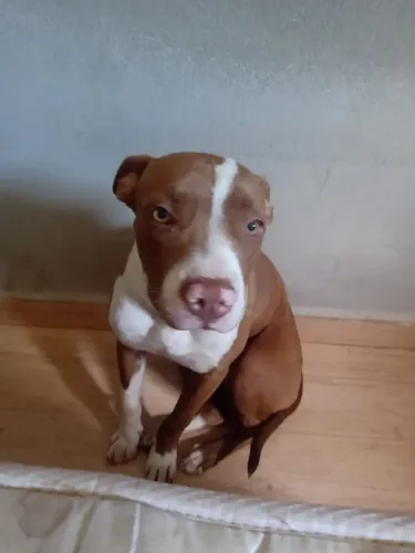 Doa se uma Pitbull fêmea,com 8 mêses ,super dócil,não castrada,com fascinação em dia e car