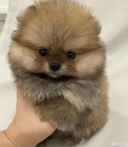 Spitz alemão Esse cachorrinho tem cara de quem nasceu para ser mimado