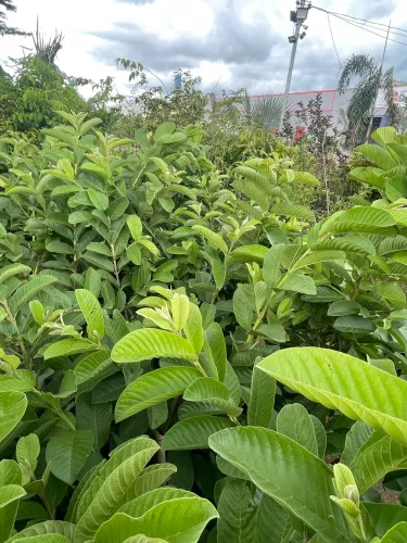 Goiaba Tailandesa 