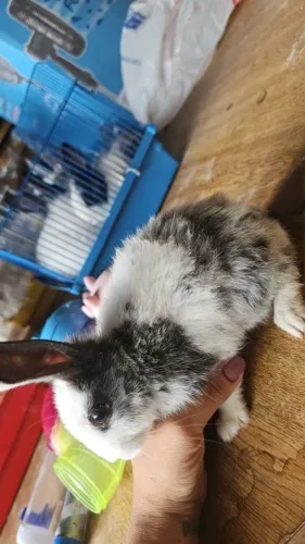 Coelhos