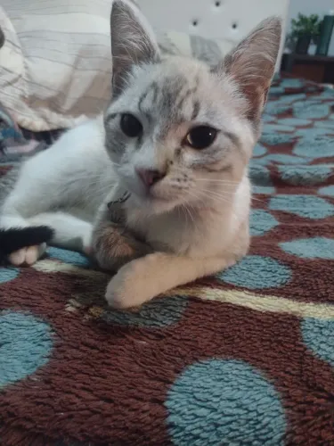 Doação de gata 