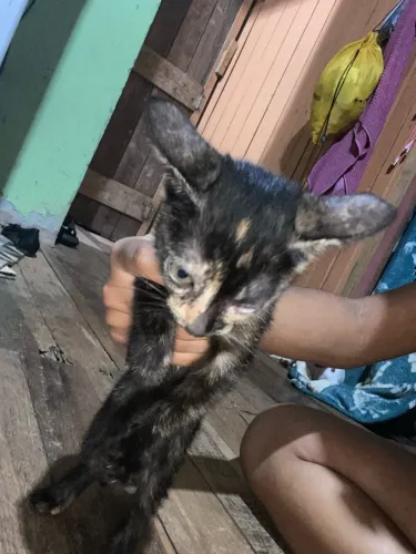 Gatinhos para doação