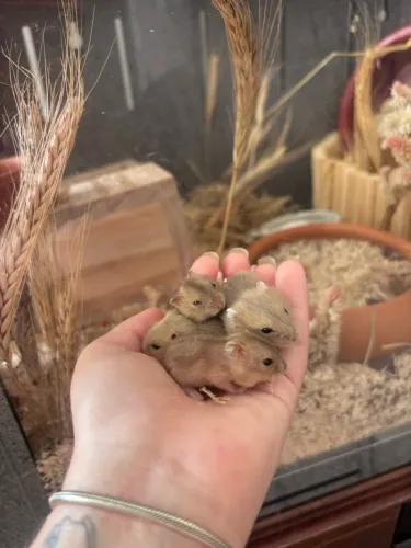 Hamster 