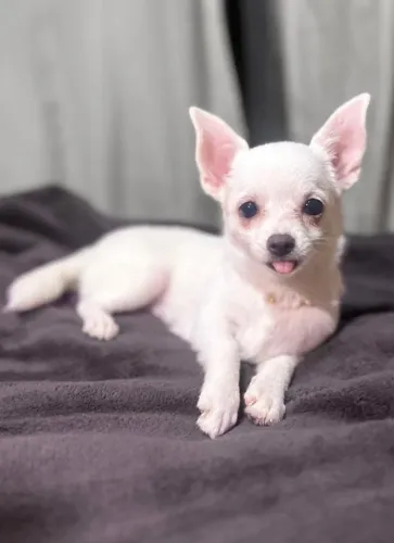 Vendo Chihuahua fêmea!