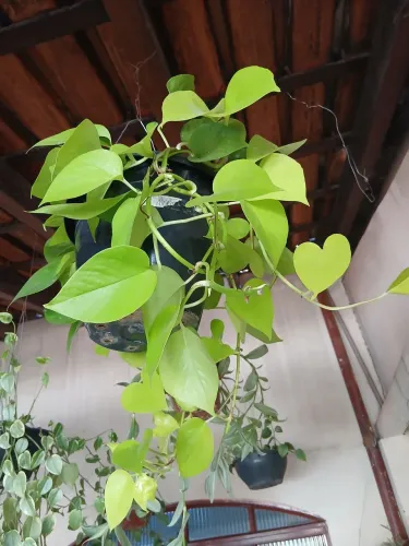 Planta jiboia hera