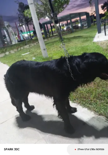 Doação responsável de Golden com labrador com ajuda de custo