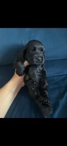 Cocker Spaniel inglês filhote