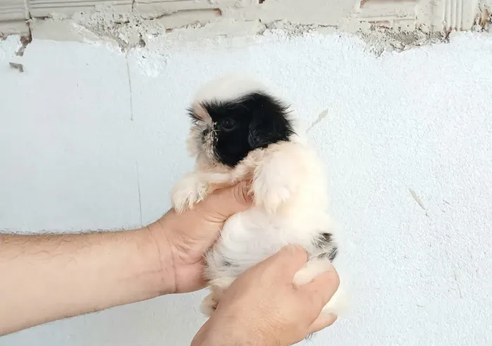 Shih tzu MiNi PURO ORIGINAL !