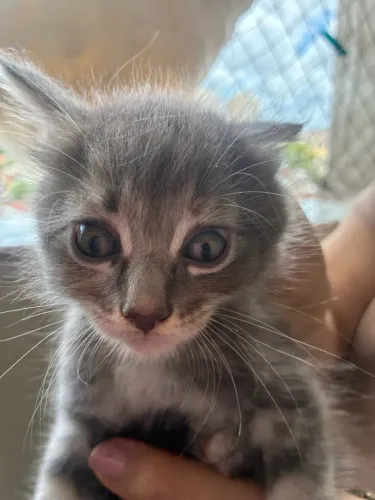 Vendo lindos gatos da raça Maine Coon