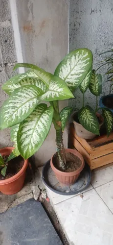 Planta Comigo Ninguém Pode 