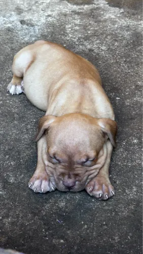 Pitbull Monster 