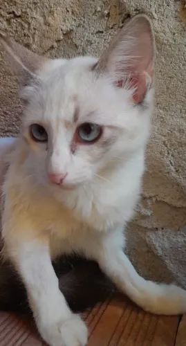 Gata fêmea 4 meses castrada 