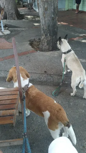 Beagle e Bulldog doação Leia o anúncio