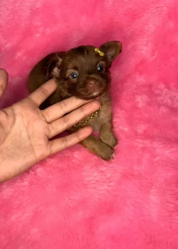 Chihuahua menina marrom de olhos claros. Uma boneca para reserva 