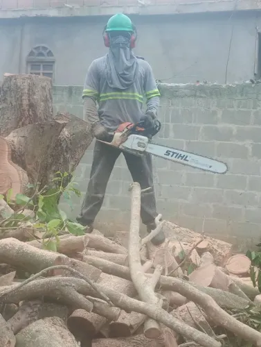 Corte de árvore em Vila Velha
