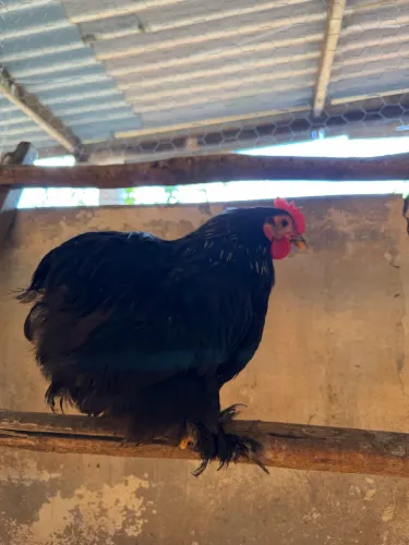 Pintinho Mini Cochin Preto ou Birchen
