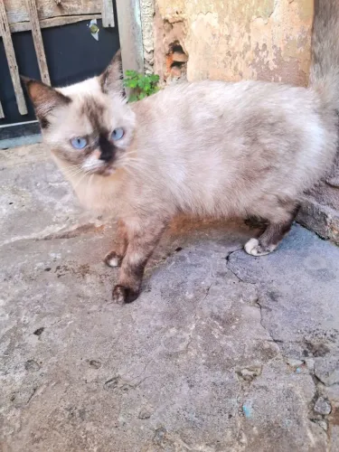 DOAÇÃO DE GATA DE RAÇA 