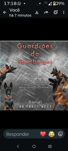 Pastor Belga Malinois
