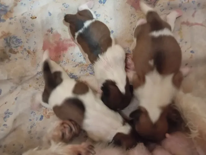 Filhote de cachorro