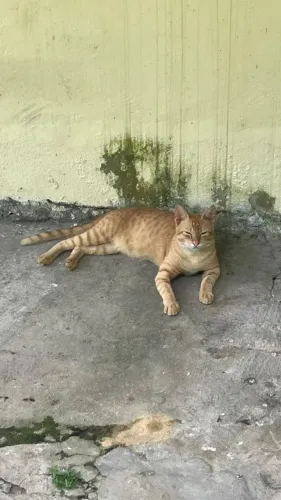 Gato para adoção 