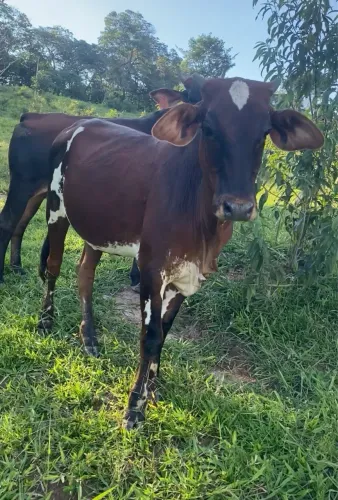 VENDO ESSA NOVILHA