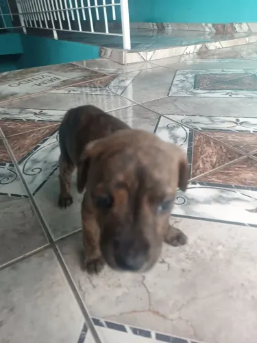 American Bully