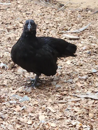 Frangos