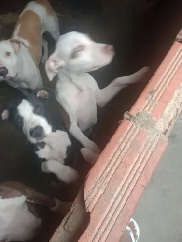 Filhotes de APBT AMERICAN PITBULL TERRIER