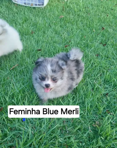Spitz Alemão Blue Merli fêmea
