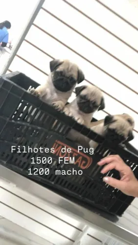 Pug Micro