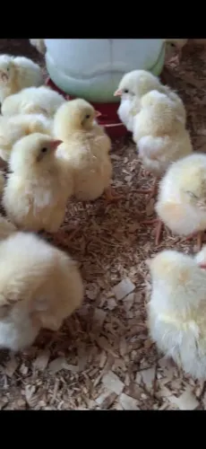 Pintos legorne branco caixa com 100